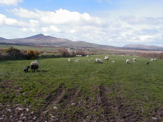 Ireland - Dingle