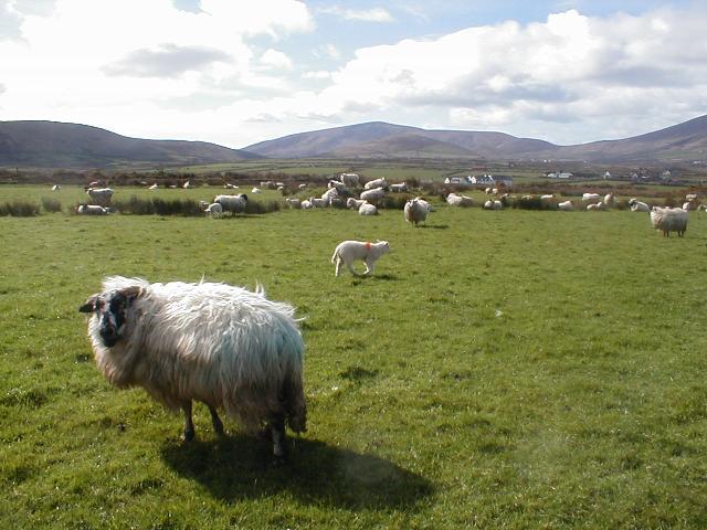 Ireland - Dingle