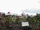 thumb-2001-04-04--020.jpg
