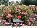 thumb-2001-05-20--006.jpg
