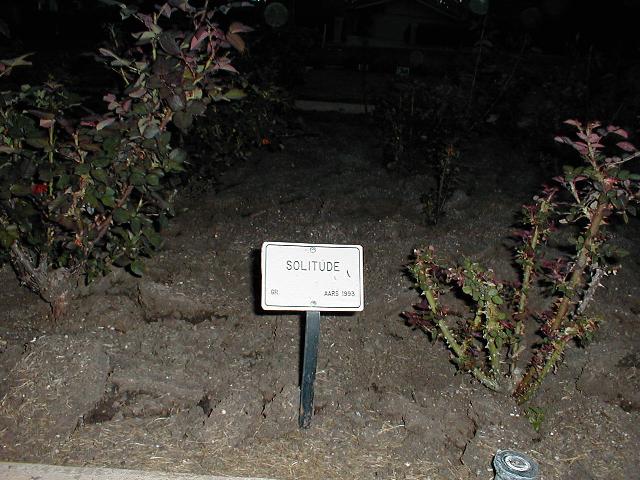 The Rose Garden - Solitude