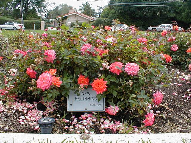 The Rose Garden - New Beginning