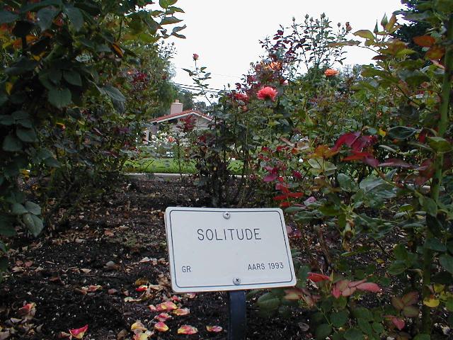 The Rose Garden - Solitude