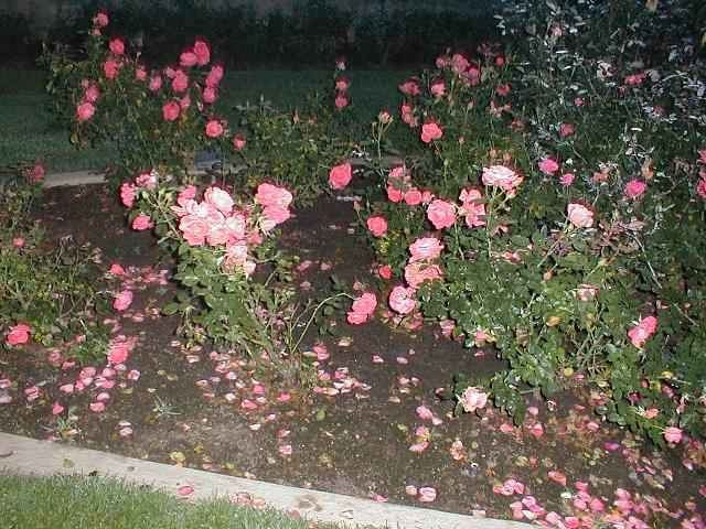 The Rose Garden -  