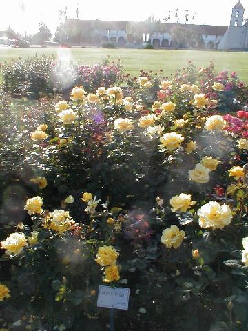 The Rose Garden -  