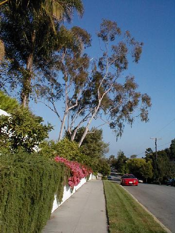 Santa Barbara -  