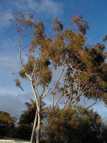 Santa Barbara -  