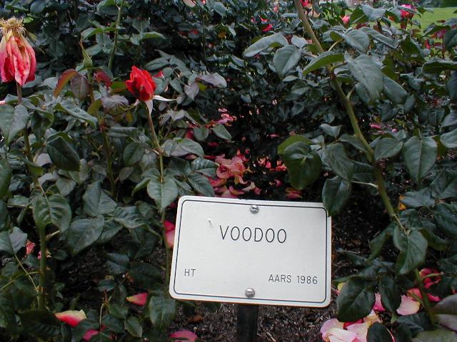 The Rose Garden - Voodoo